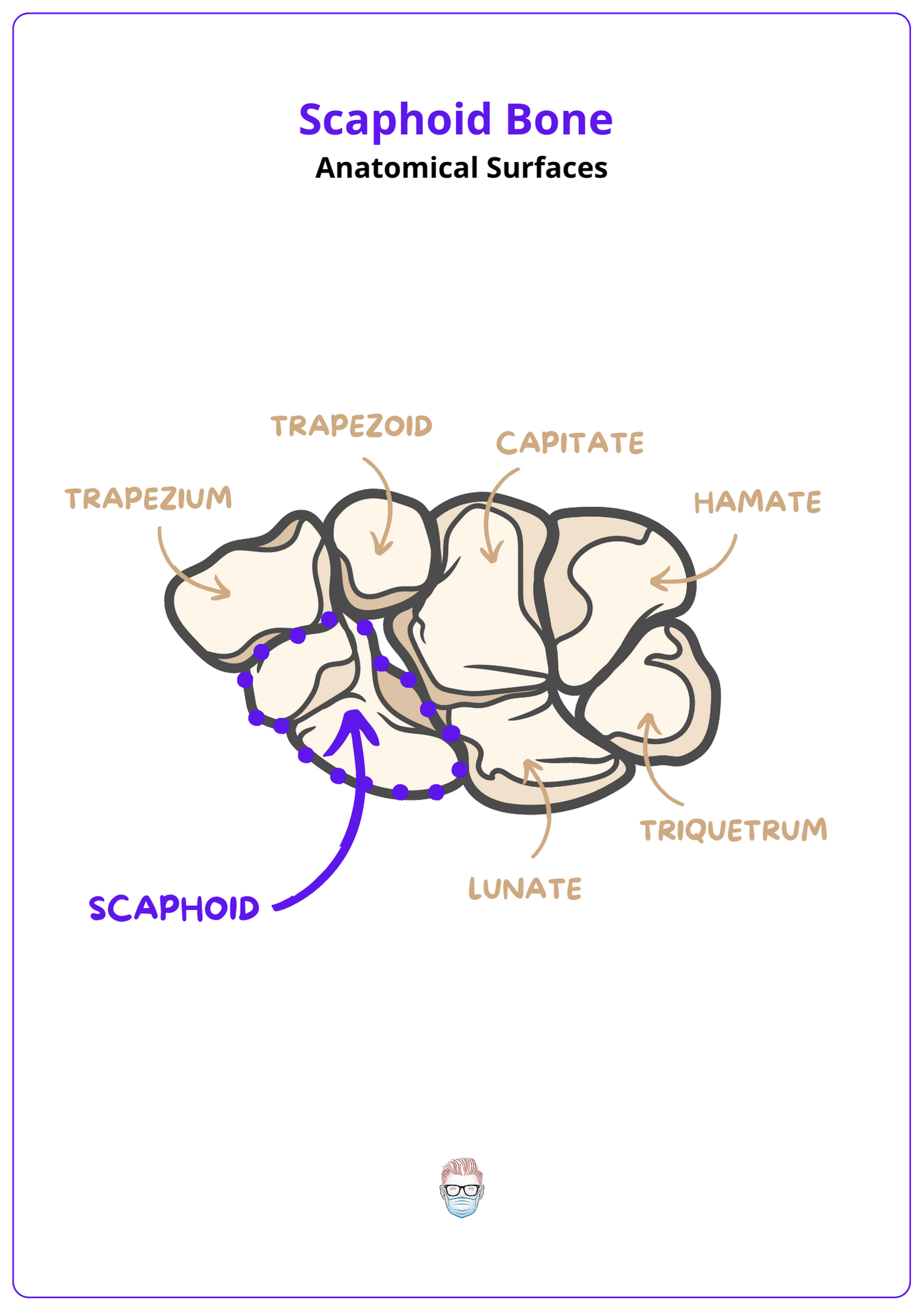 Location of the Scaphoid Bone, Scaphoid Bone Anatomy