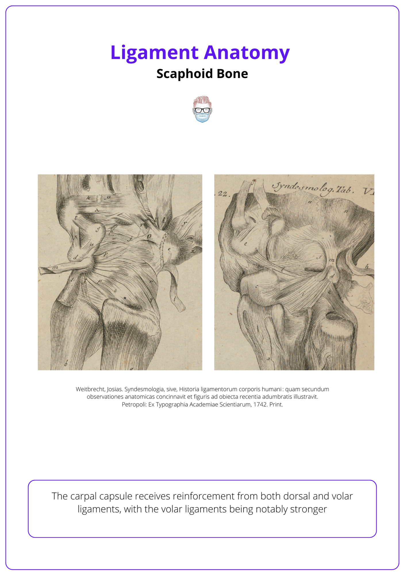 Ligament Anatomy, Scaphoid bone anatomy