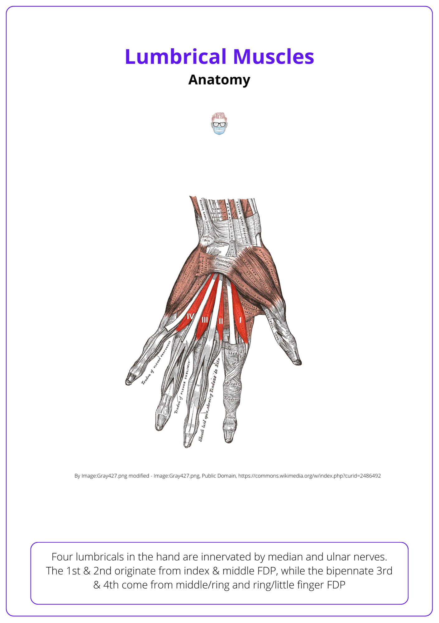 Lumbricals of the Hand, Intrinsic Muscle Anatomy
