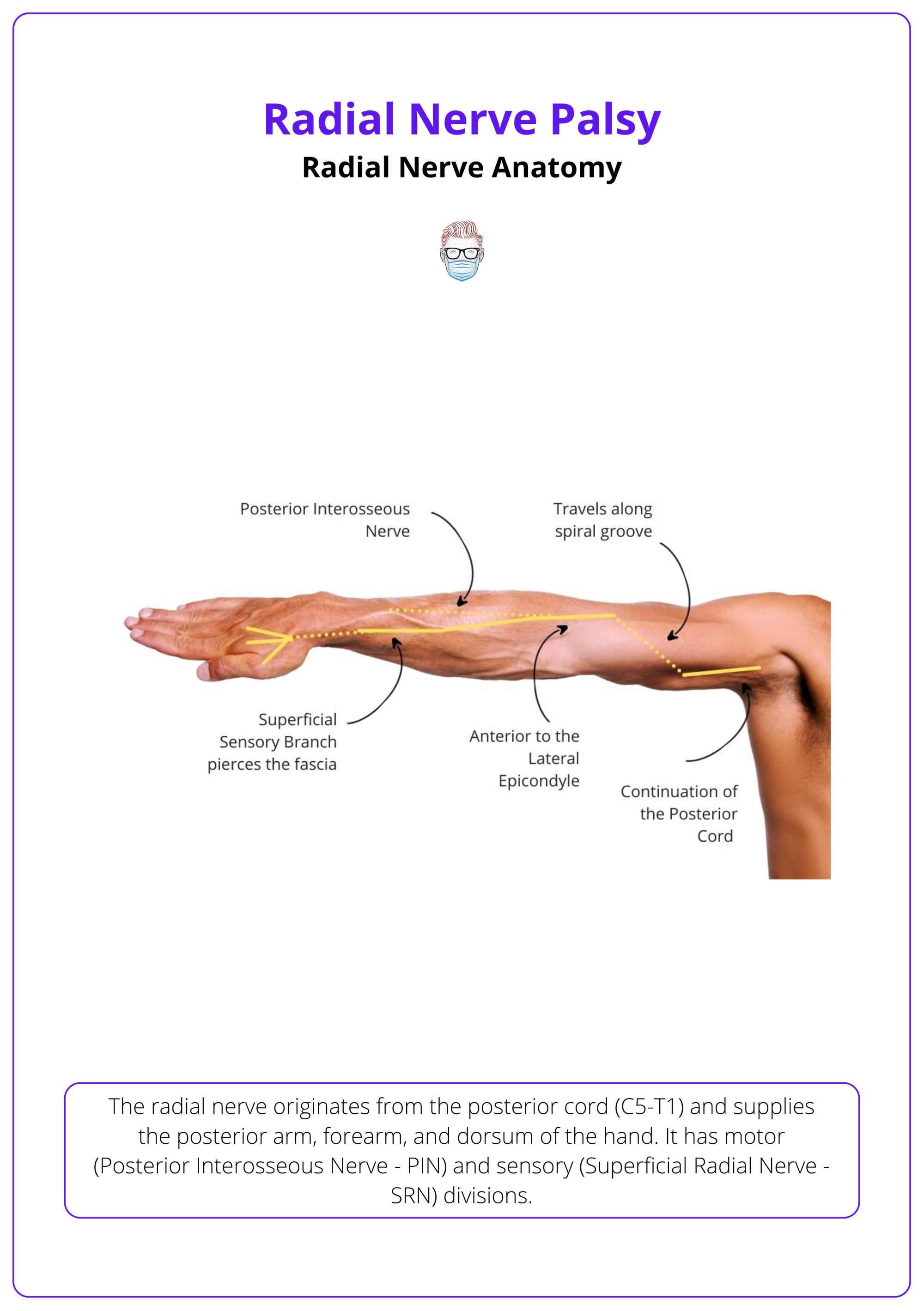 Radial Nerve, Radial Nerve Palsy, Radial Nerve Anatomy, Radial Nerve Course, Radial Never Pathway, Radial Nerve Branches, Radial Never Innervation, Radial Nerve Sensation