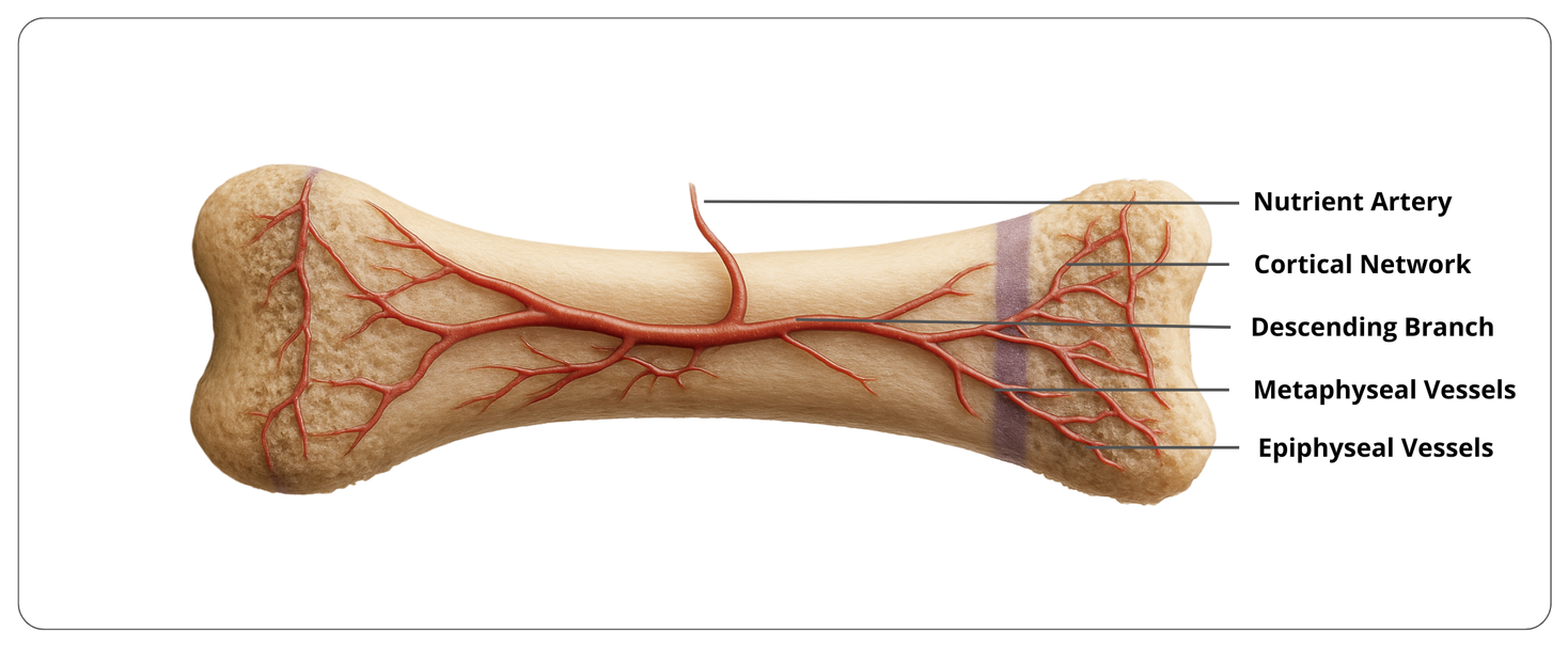 Blood supply of long bones