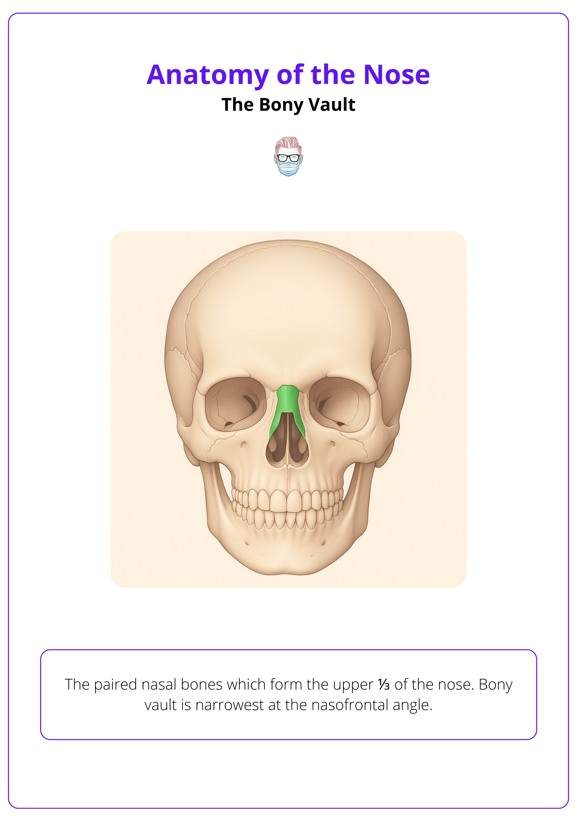 Bony vault of the nose, Nose anatomy