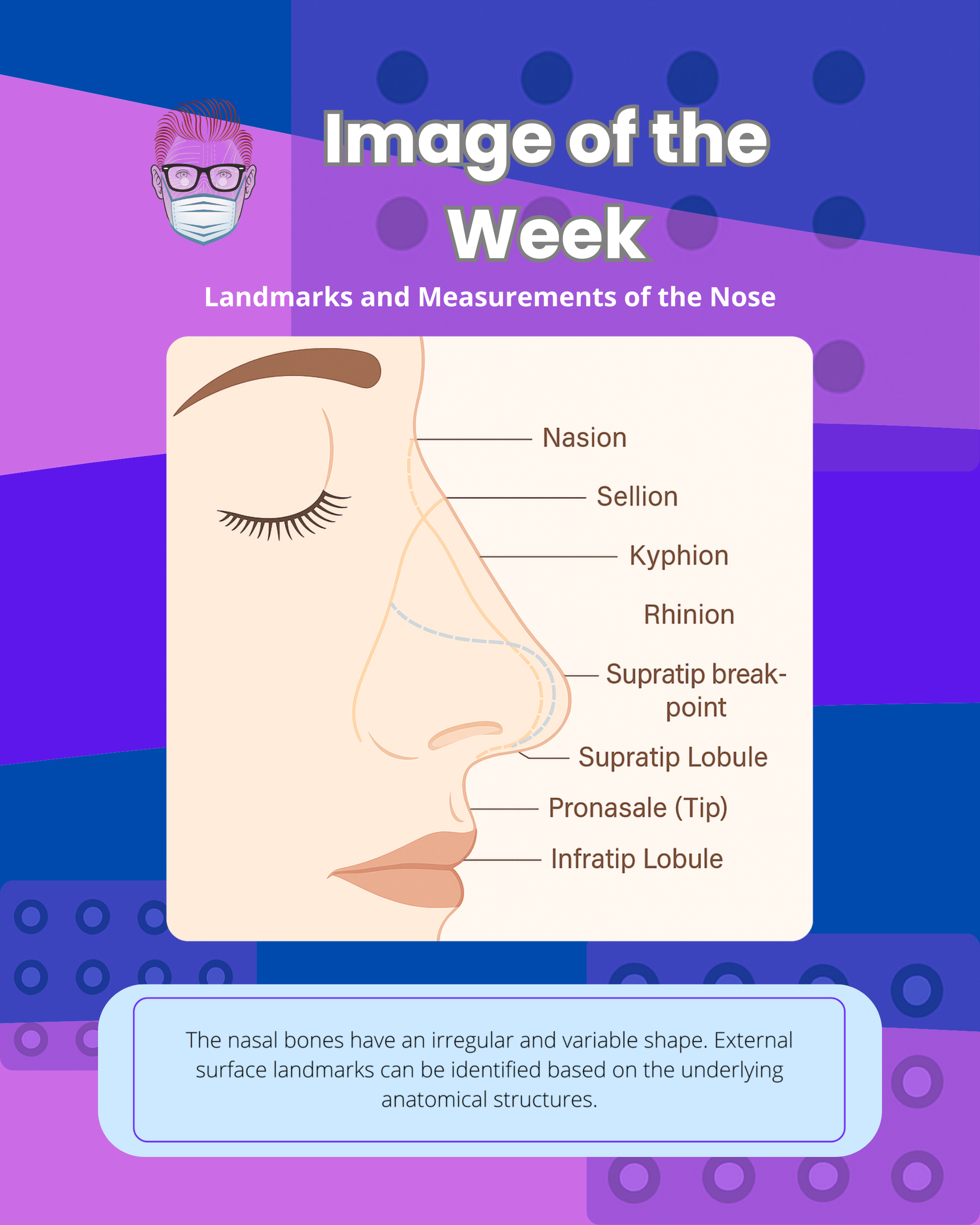 Landmarks and Measurements of the Nose