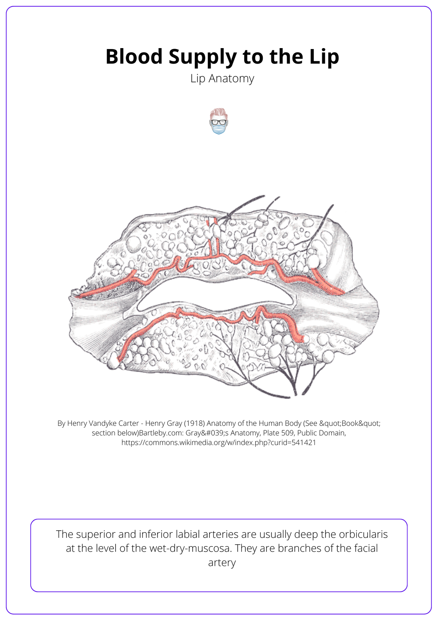Blood supply to the lip