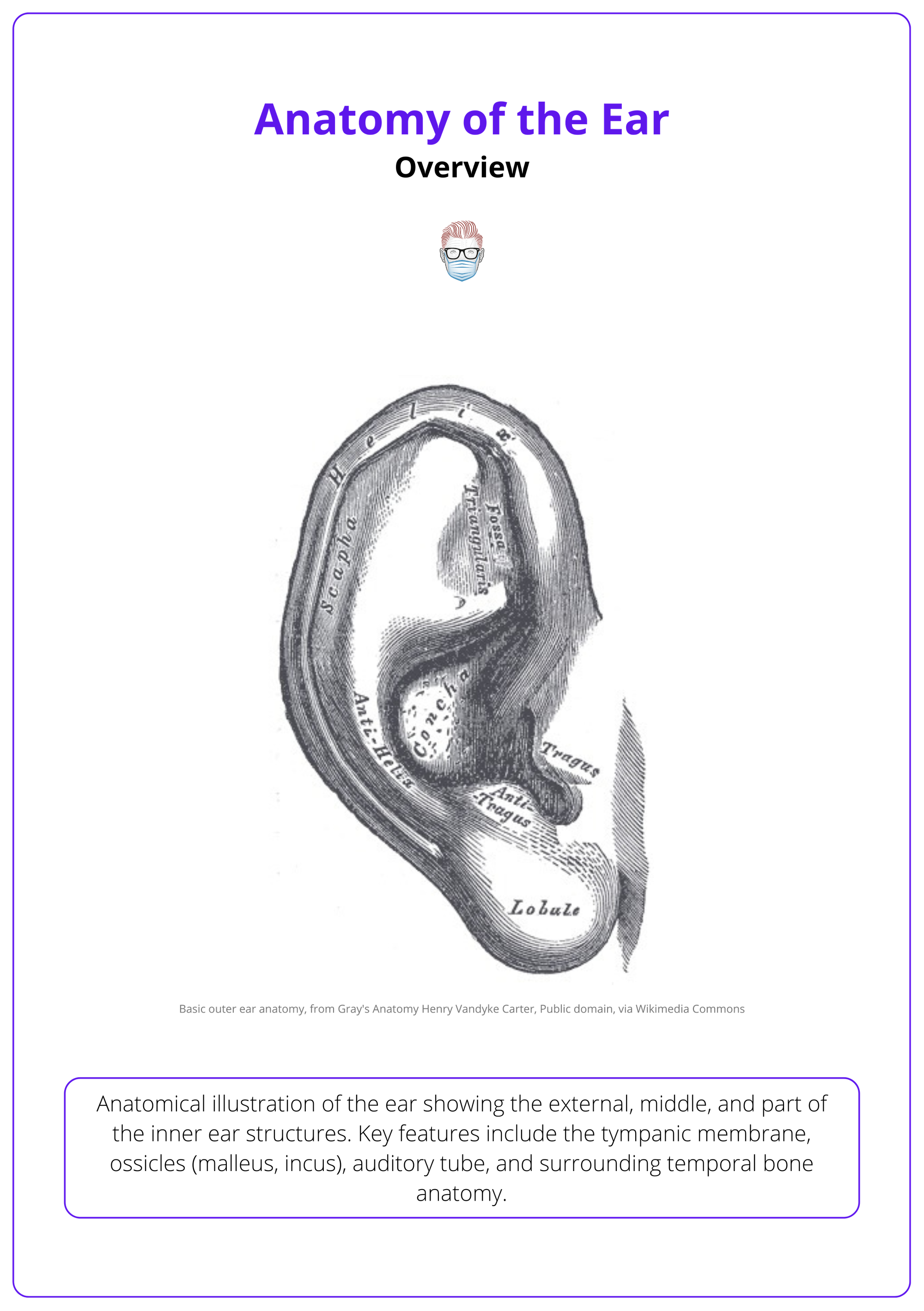 Ear anatomy - external and middle structures
