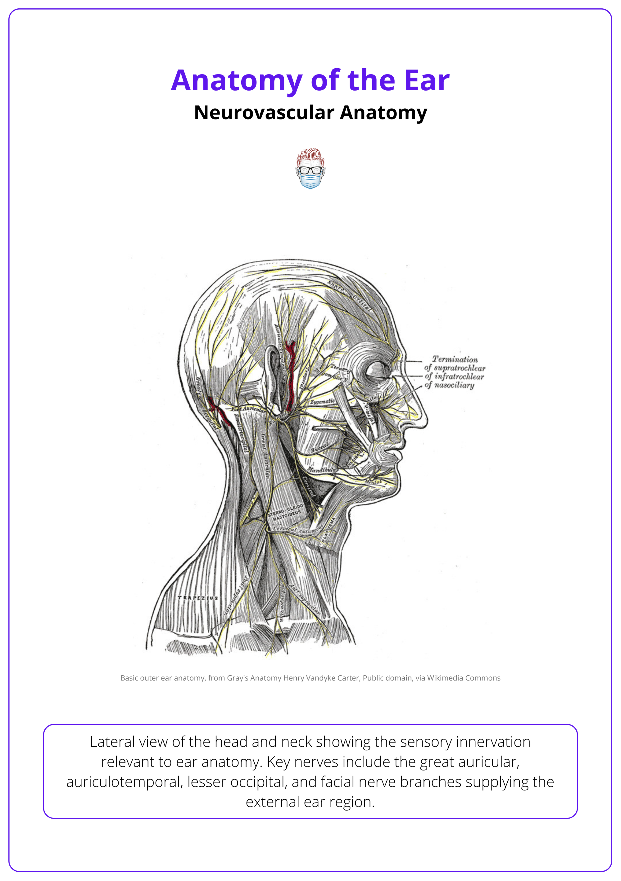 Sensory innervation of the ear