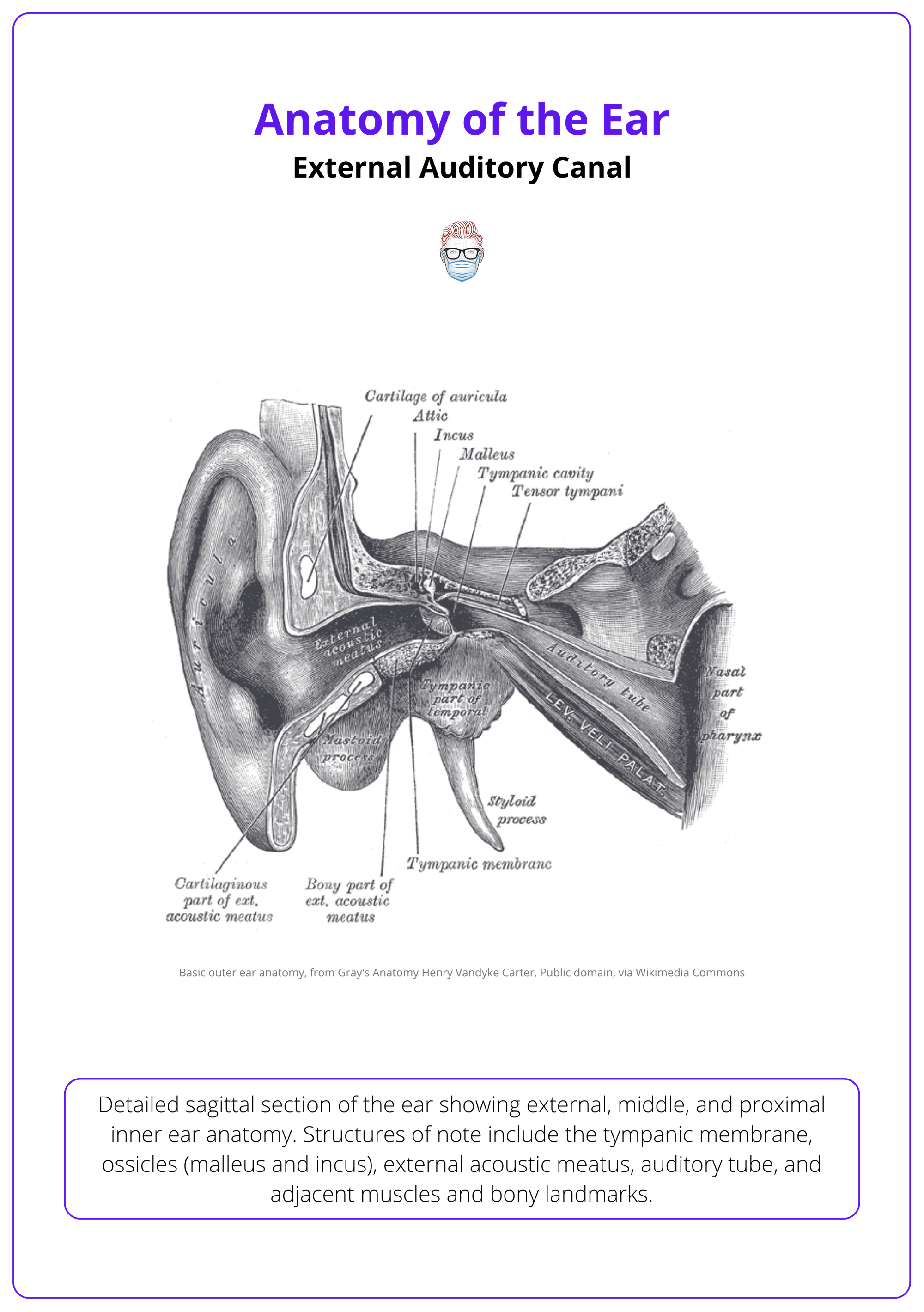 External auditory canal, Ear anatomy