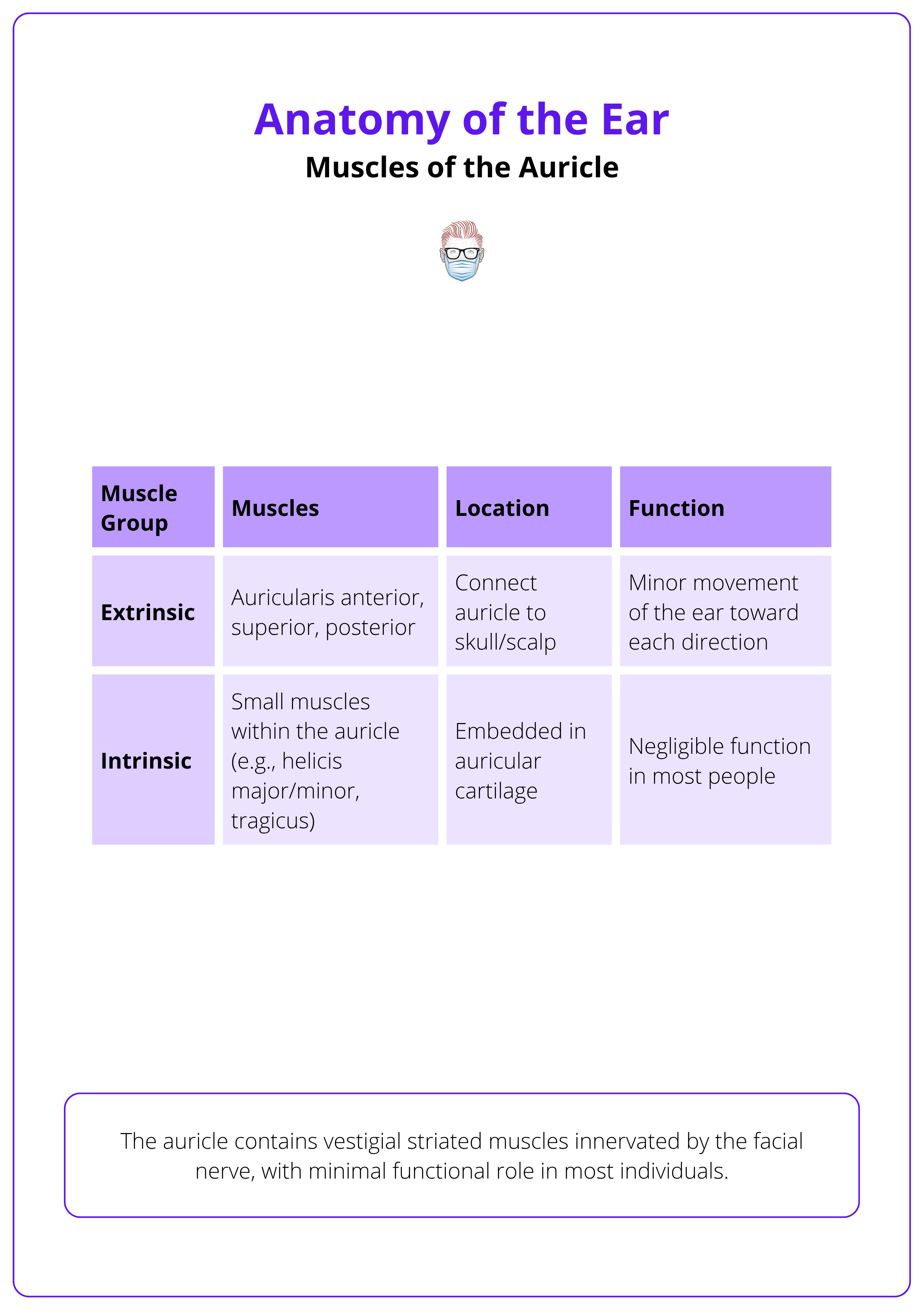 Auricular muscles, their location, and function