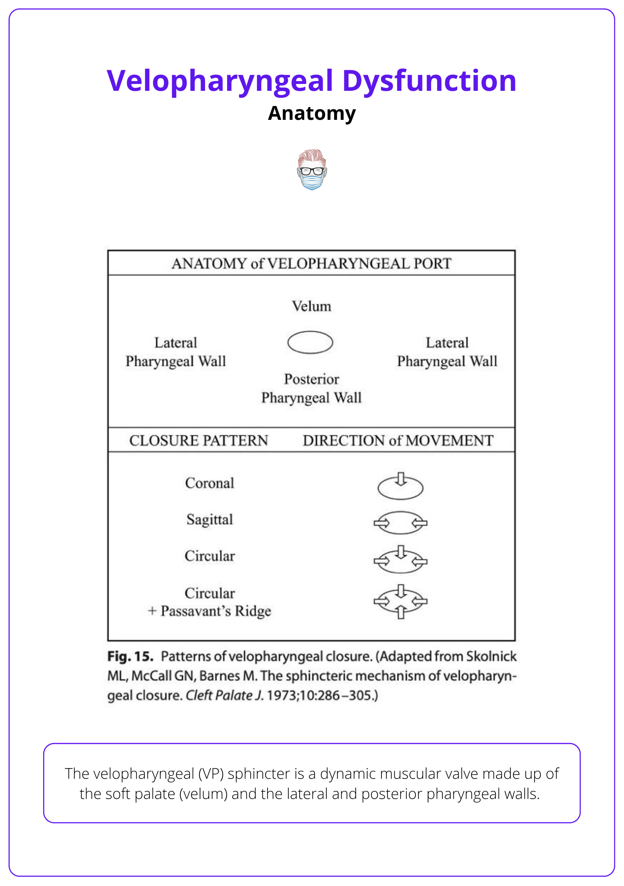 Anatomy of the velopharyngeal sphincter