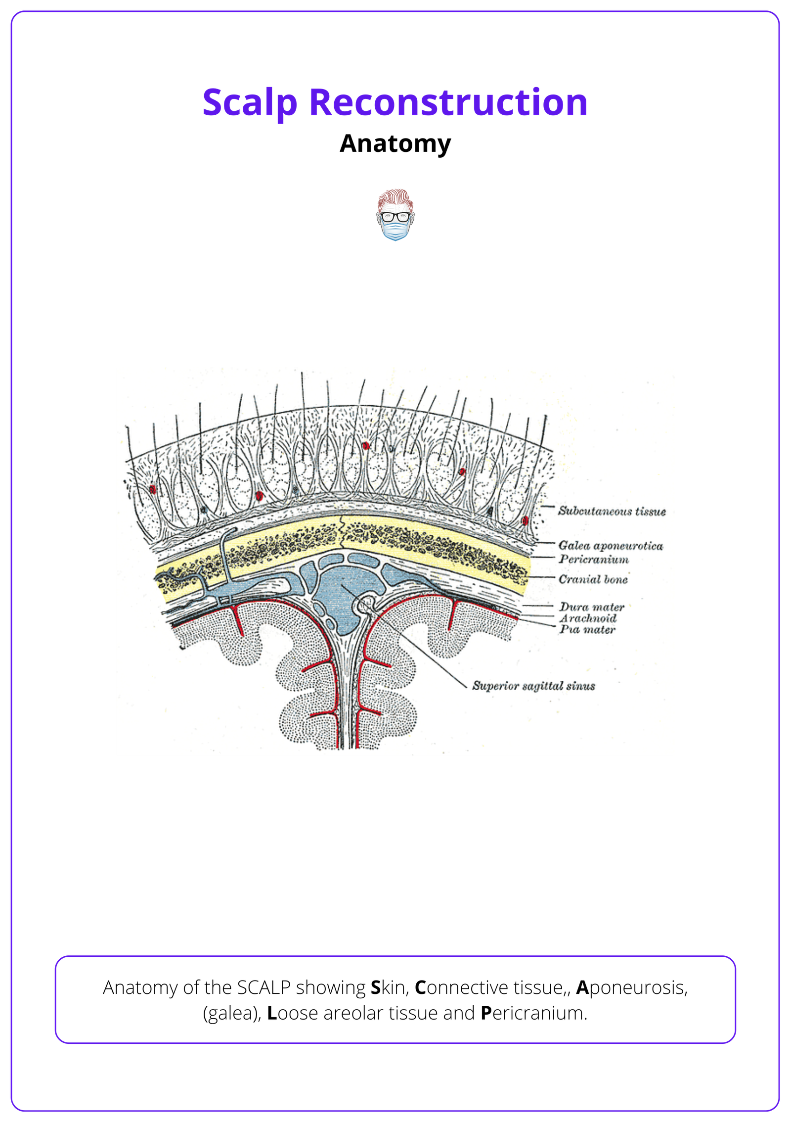 Scalp Layers in Cross-Section