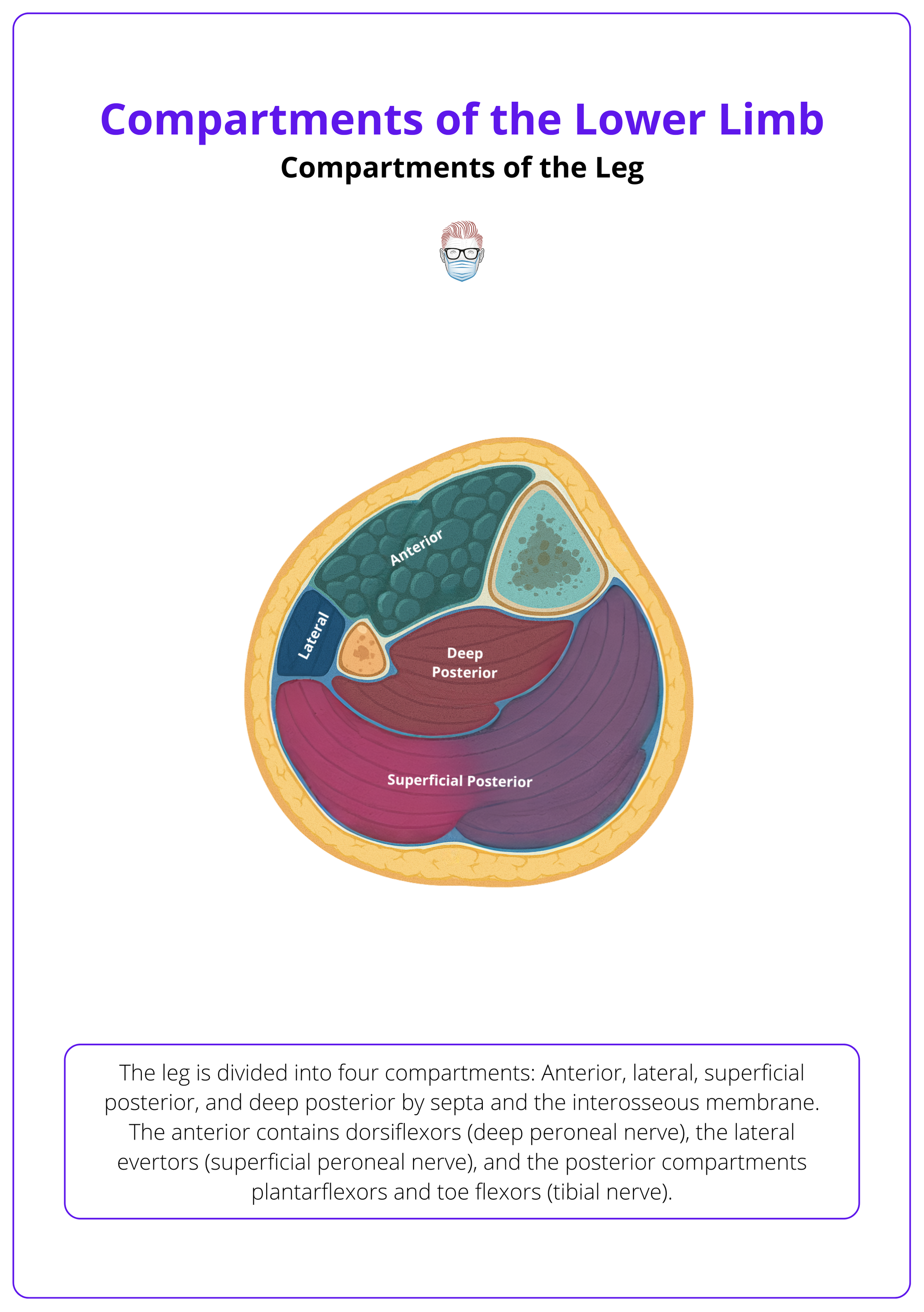 Compartments of the leg
