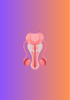 Penile Reconstruction: Anatomy, Causes, & Management