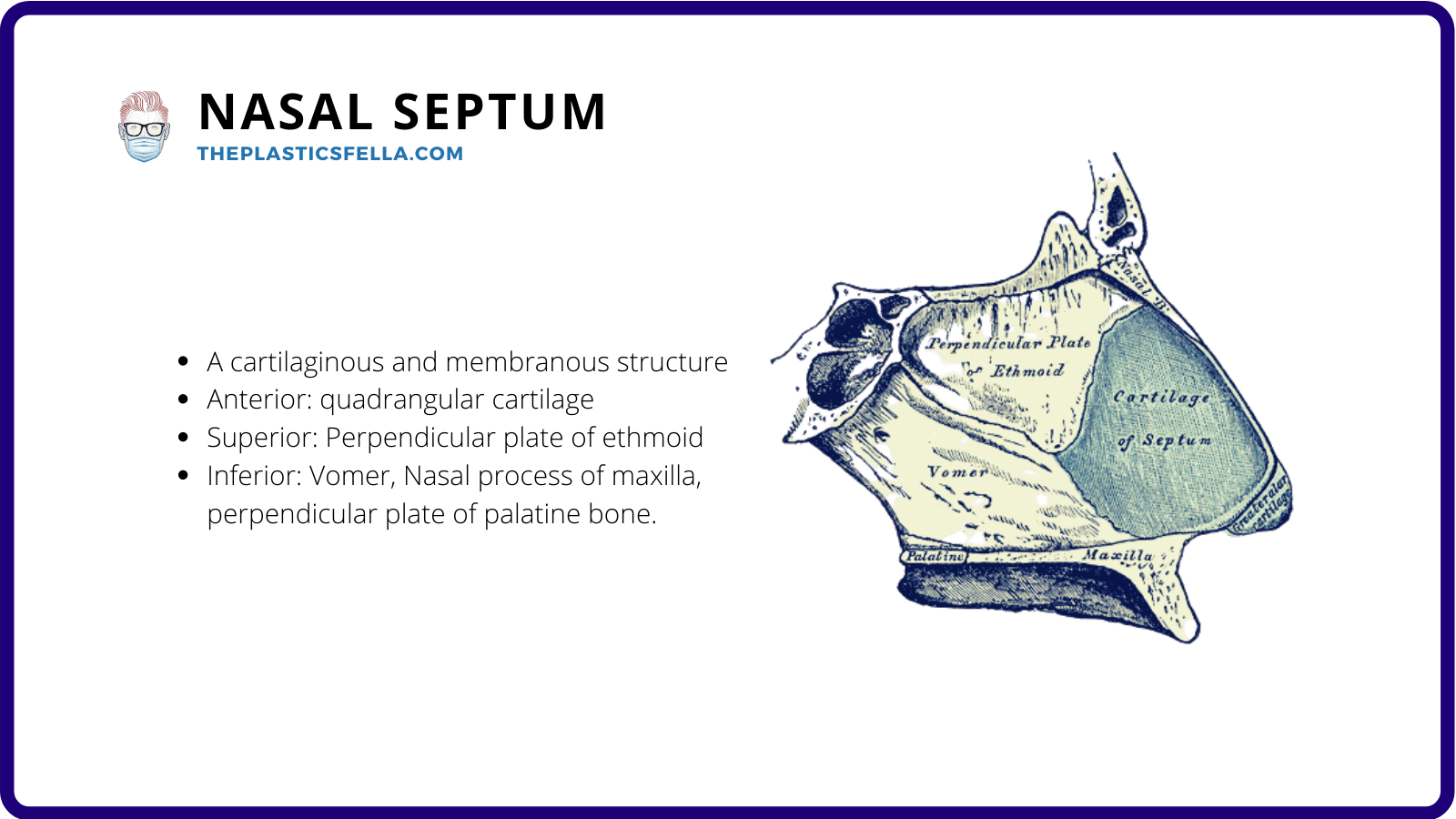 Clinical Anatomy of the Nose