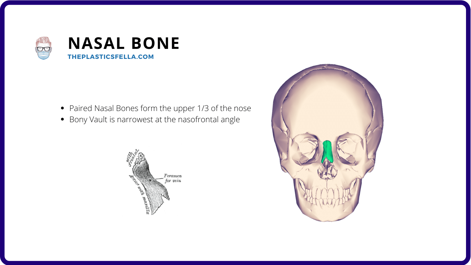 Clinical Anatomy of the Nose