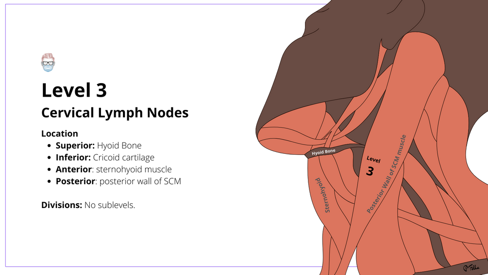 Cervical Lymph Nodes of the Neck Drainage & Levels