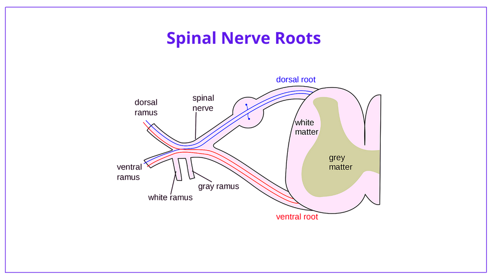 Brachial Plexus Anatomy Roots, Trunks, Divisions, Cords & Branches
