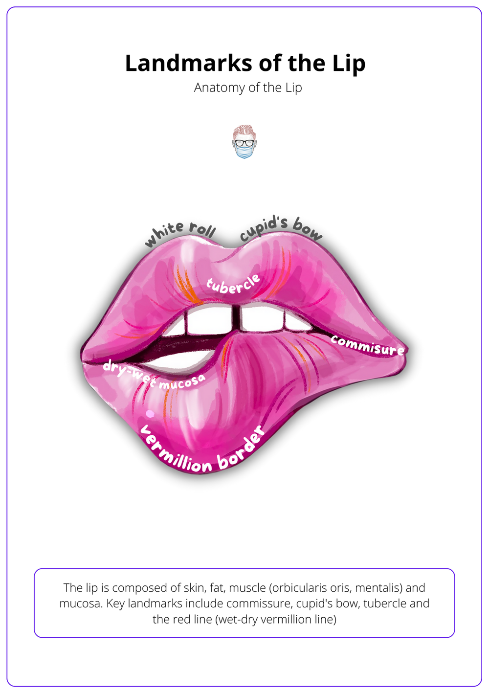 Lip Reconstruction · Anatomy, Indications, Algorithm