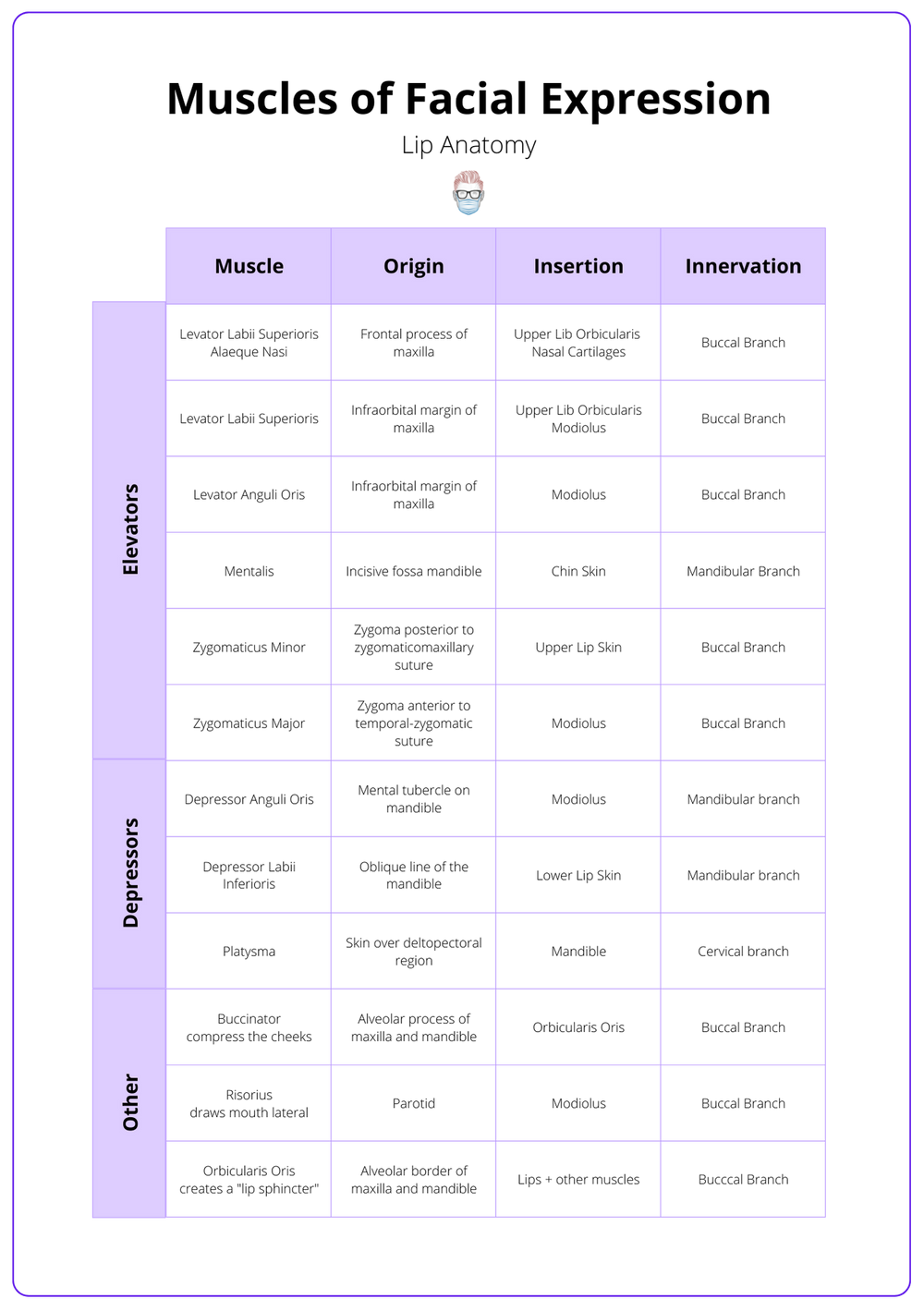 Anatomy of the Lip • Muscles, Nerves, Arteries, Function