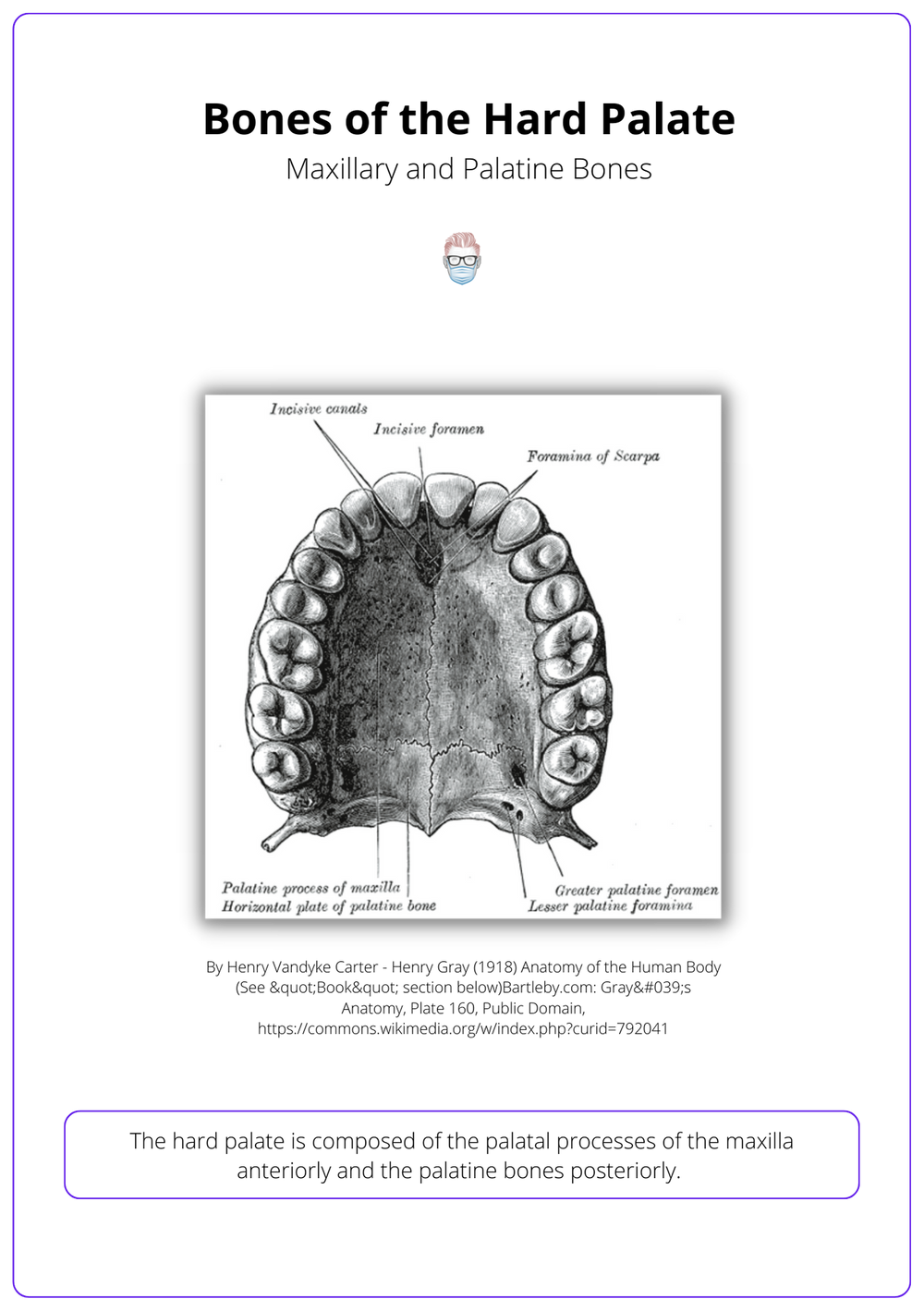 Anatomy of Hard & Soft Palate Bones, Muscle, Artery, and Nerves