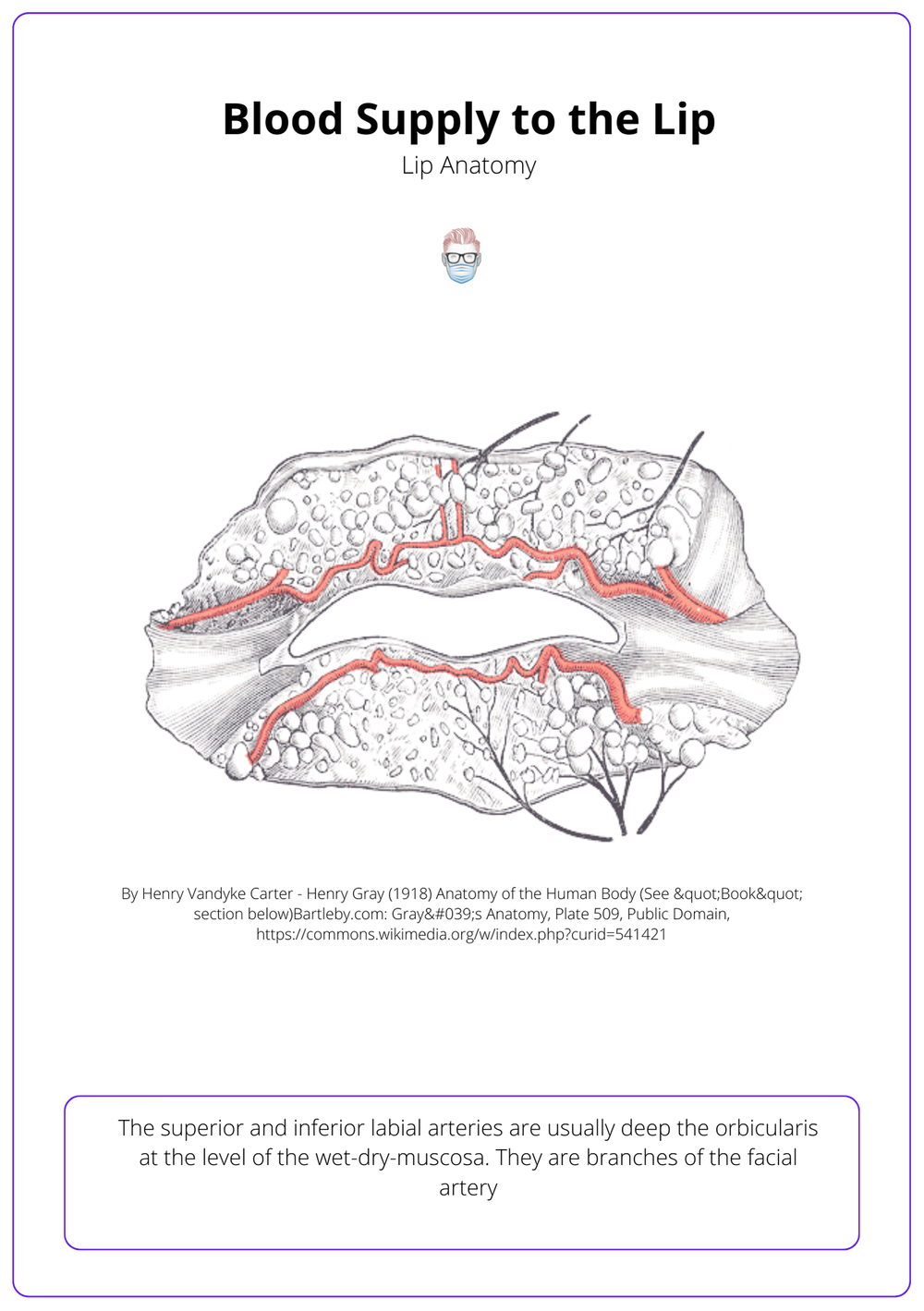 Anatomy of the Lip • Muscles, Nerves, Arteries, Function