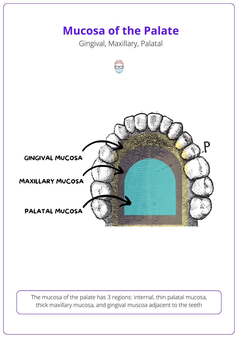 Anatomy of Hard & Soft Palate Bones, Muscle, Artery, and Nerves