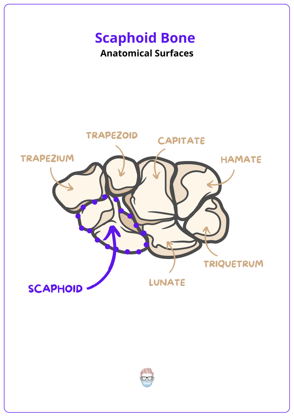 Scaphoid Anatomy Clinical, Radiological & Surgical