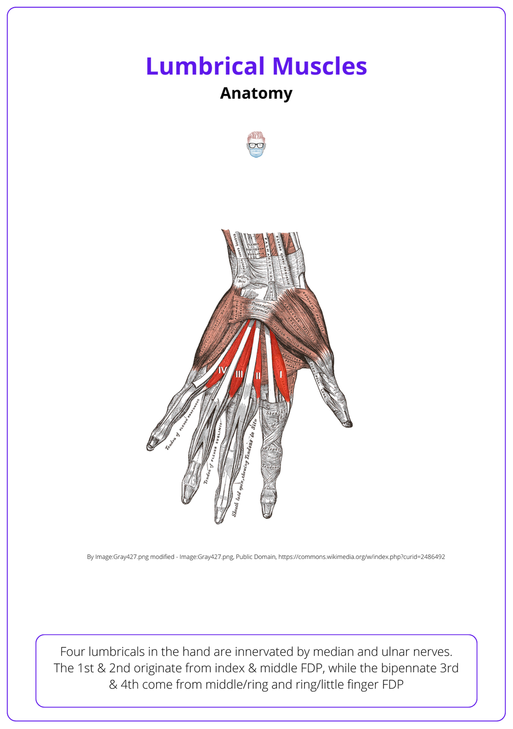Intrinsic "Plus" Hand Anatomy, Aetiology, and Management