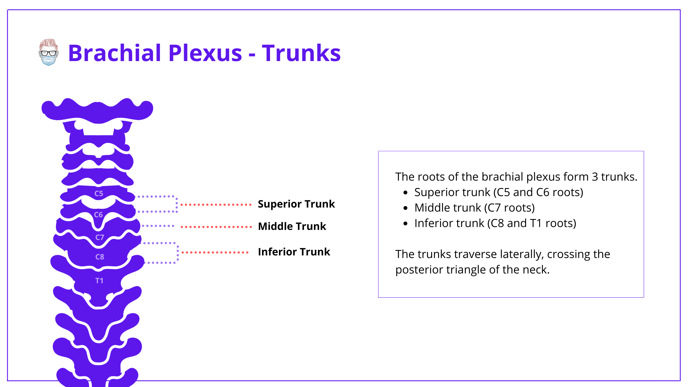 Brachial Plexus Anatomy Roots, Trunks, Divisions, Cords & Branches