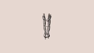Soft Tissue Reconstruction in Lower Limb Trauma – Overview