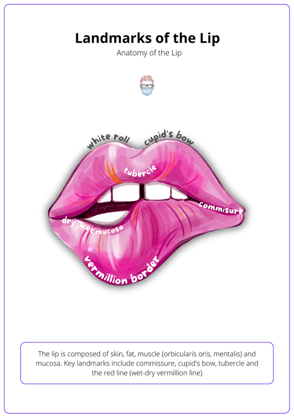 Lip Reconstruction · Anatomy, Indications, Algorithm