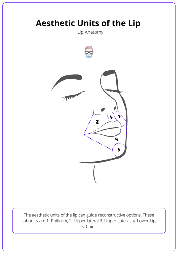 Anatomy of the Lip • Muscles, Nerves, Arteries, Function